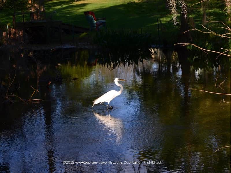 Birdwatching at Mead Botanical Garden in Winter Park