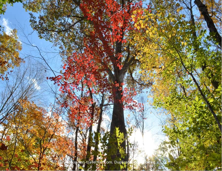 Fall color medley at Devil's Hopyard State Park in East Haddam, CT