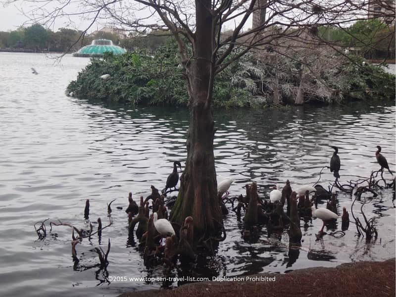 Lots of birds at Lake Eola in Orlando