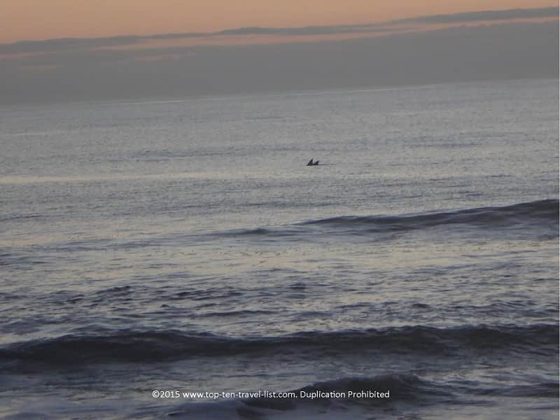 dolphin sighting in Amelia Beach, Florida
