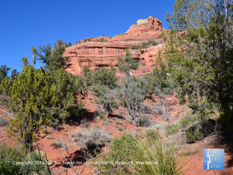 Desert plants along the Boynton Canyon trail