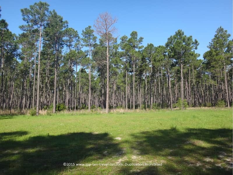 Forest scenery near Elberta, AL