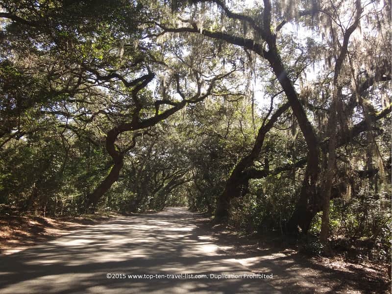 Tree-lined drive at Ft. Clinch State Park in Florida