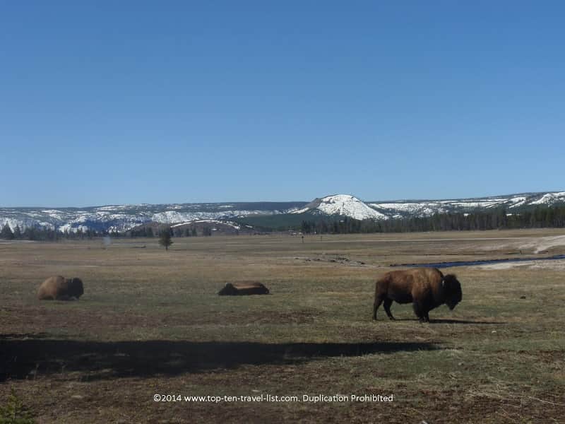 Bison and mountain views at Yellowstone