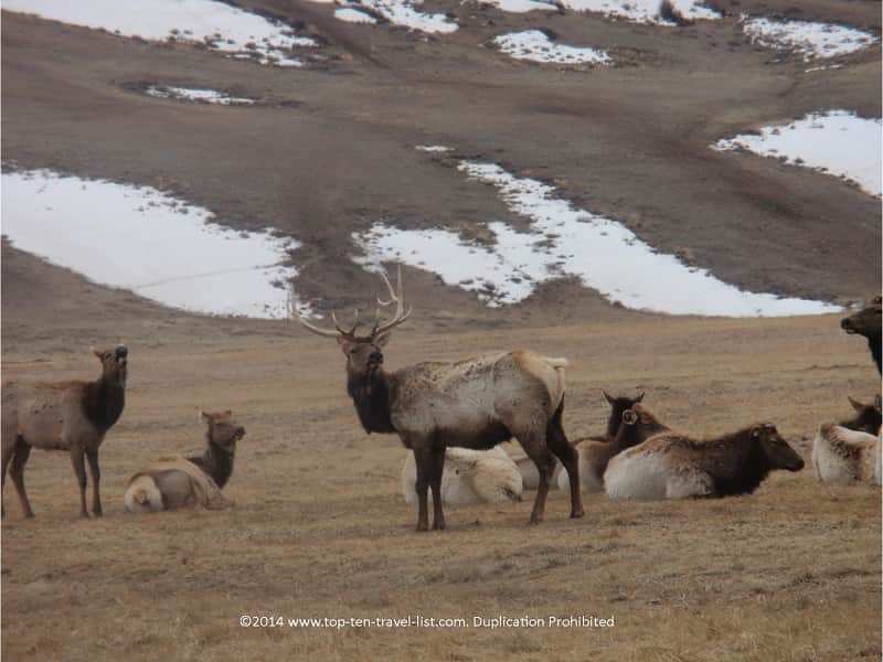 Elk in Jackson Hole