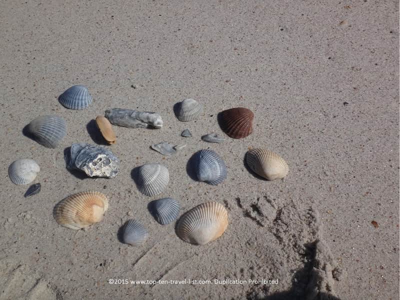 A sampling of the colorful shells you can find on the beaches of Amelia Island.