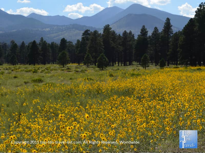 Gorgeous wildflowers in Flagstaff, Arizona