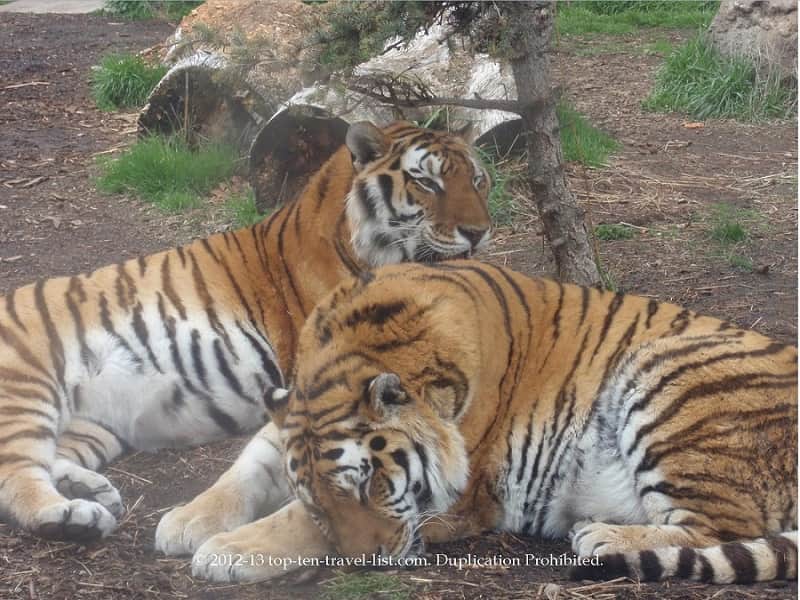 Tigers at Zoo Boise