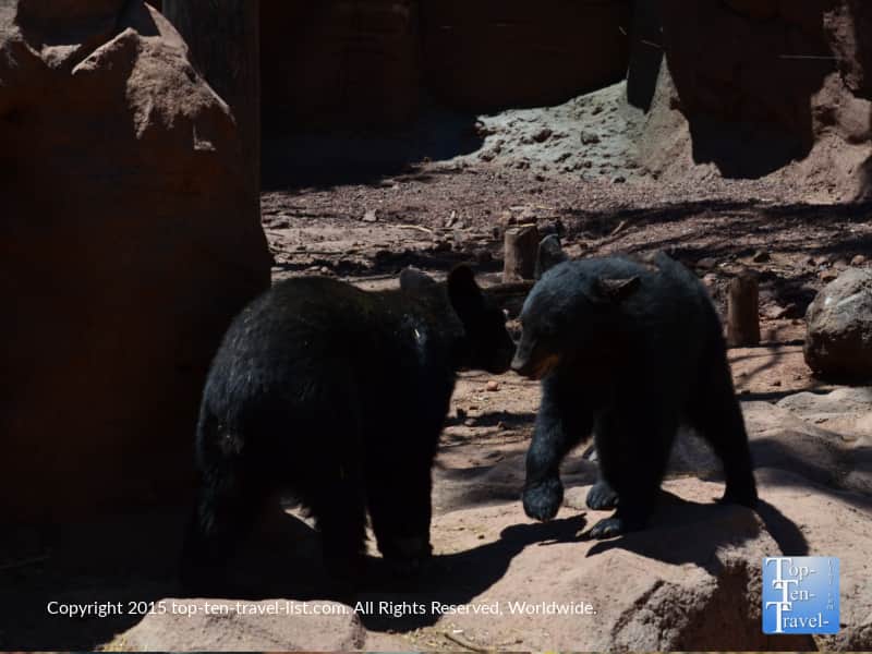 Junior black bears at Bearizona in Arizona