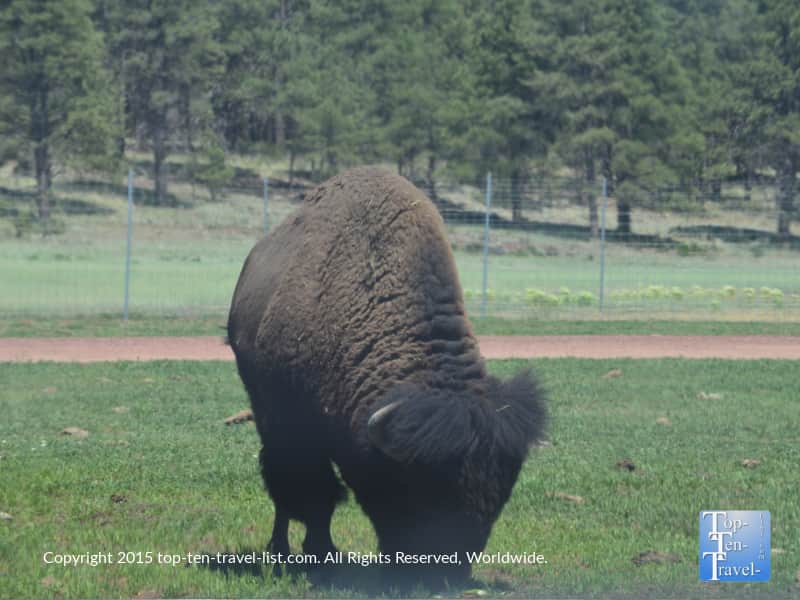 American bison at Bearizona in Williams