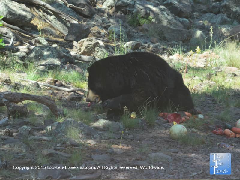 Black bear eating fruit at Bearizona in Williams