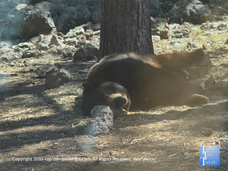 A huge Black Bear sleeping at Bearizona Park in Williams