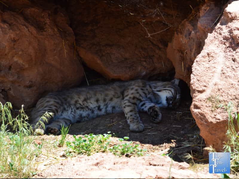 Sleeping bobcat at Bearizona in Williams, AZ
