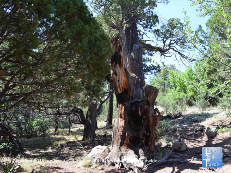 Unique tee along the Fatman's Loop in Flagstaff