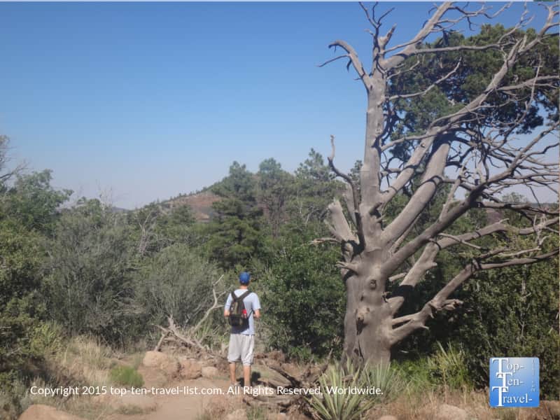 Hiking Fatman's Loop in Flagstaff