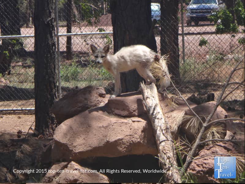 Fox at Bearizona in Williams, AZ