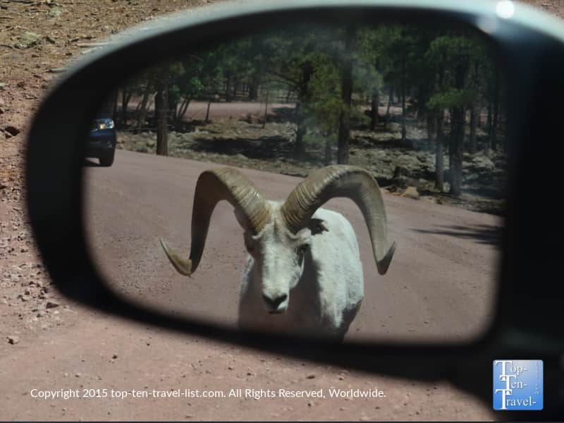 Mountain goat walking towards the car at Bearizona drive-thru wildlife park in Williams