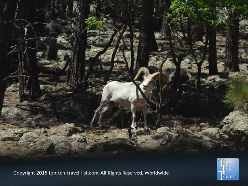 Mountain goat at Bearizona in Williams