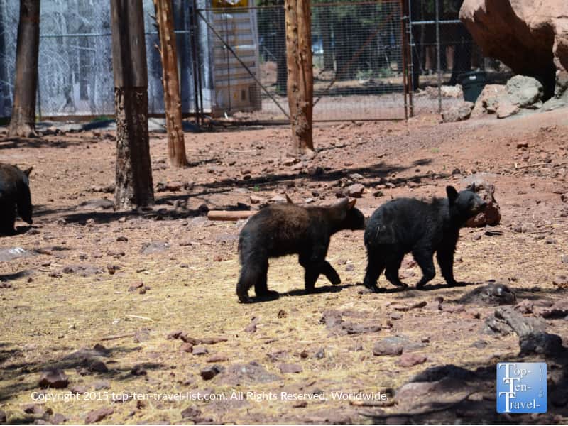 Junior black bears at Bearizona in Arizona