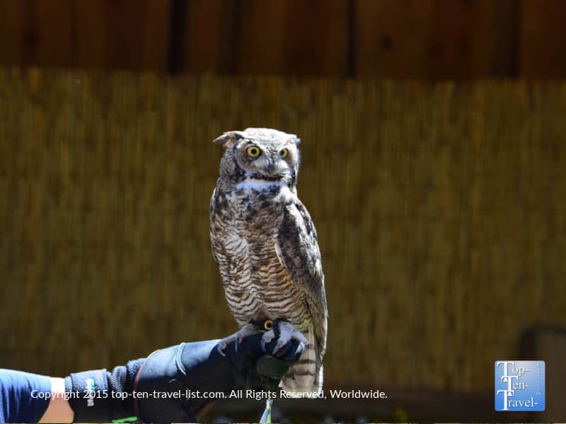 Owl at the Birds of Prey show at Bearizona in Williams