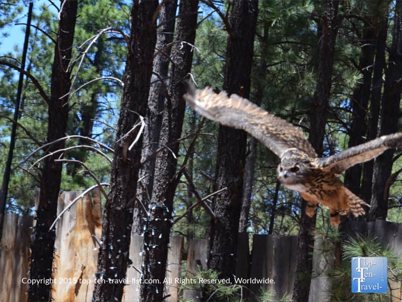 Owl taking flight at Bearizona in Williams