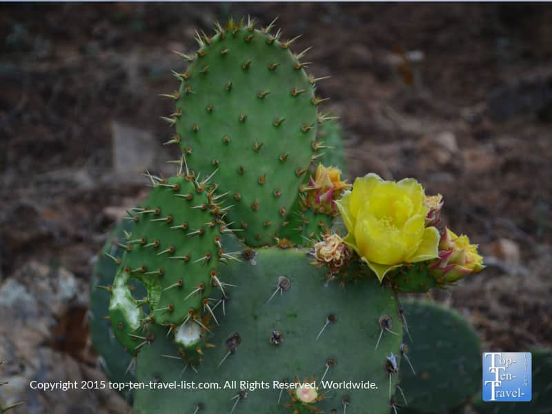 Prickly pear cactus on Thumb Butte trail in Prescott