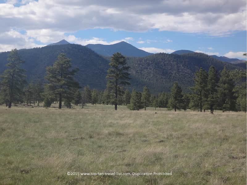 Pines and mountain vistas at Buffalo Park in Flagstaff