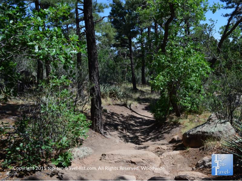Beautiful pine trees along the Fat Man's Loop in Flagstaff