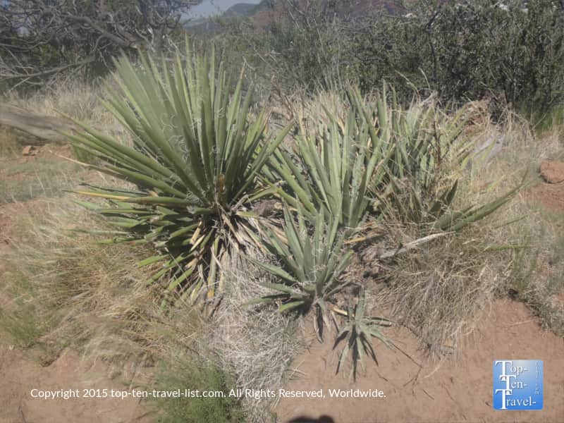 Yucca plants along the Fatman's Loop hike in Flagstaff