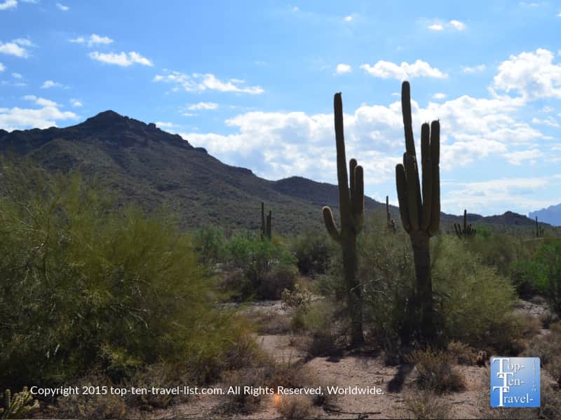 Saguaro cactus along the Merkle trail at Usery Mountain in Mesa