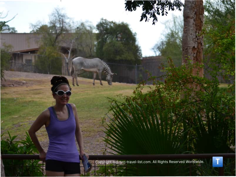 Zebra exhibit at the Phoenix Zoo