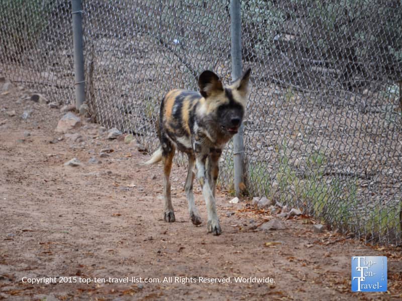 African wild dog at the Phoenix Zoo