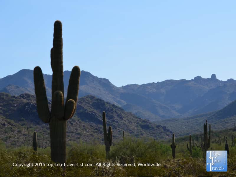 Cactus at McDowell Sonoran Preserve in Scottsdale