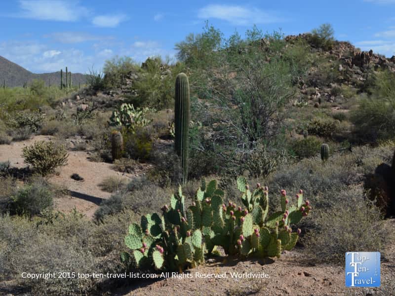 Prickly pear cactus at Usery Mountain Regional Park in Mesa, Arizona