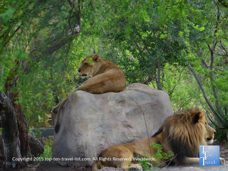 Lions relaxing at the Phoenix Zoo