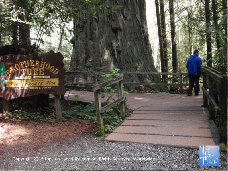 Brotherhood Tree at Trees of Mystery in Northern California