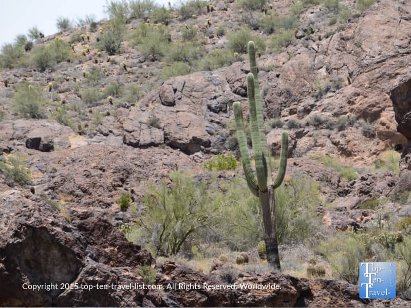 A beautiful Saguaro cactus seen on Saguaro Lake in Arizona
