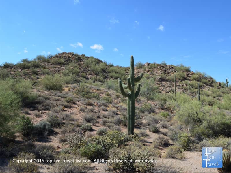 Cactus on the mountain at Usery Mountain Preserve in Mesa