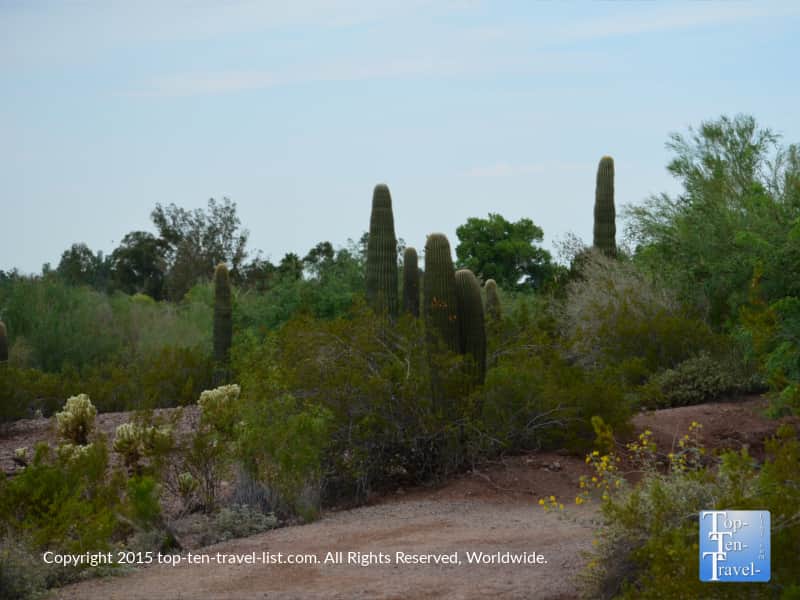 Variety of cacti