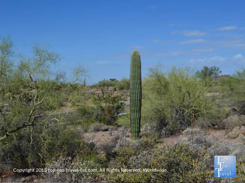 Cactus at Usery Mountain Park in Mesa
