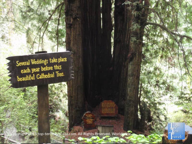 Cathedral tree at Trees of Mystery in Northern California