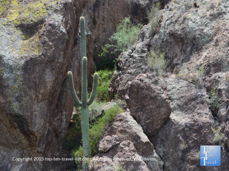 Pretty Saguaro cactus on the Desert Belle cruise