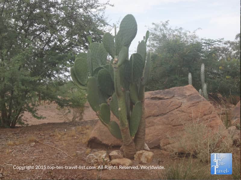 Prickly pear Cactus