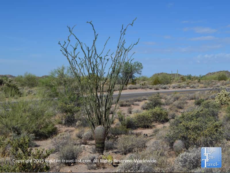 Cool looking desert plant at Usery Mountain in Mesa