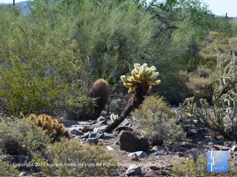 Cactus Horseshoe Loop Scottsdale McDowell Preserve