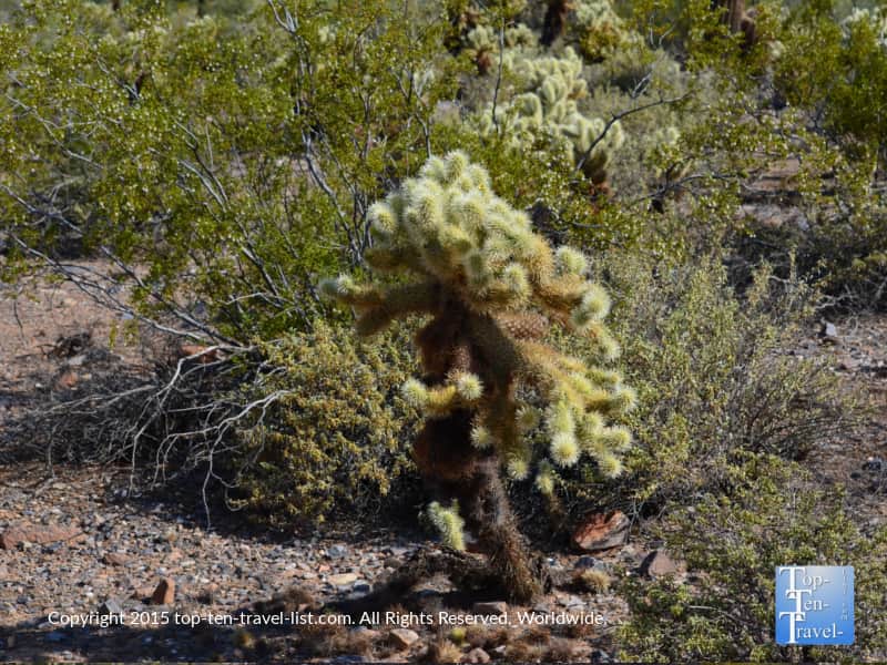 Cactus along the Horseshoe Loop at Scottsdale McDowell Preserve