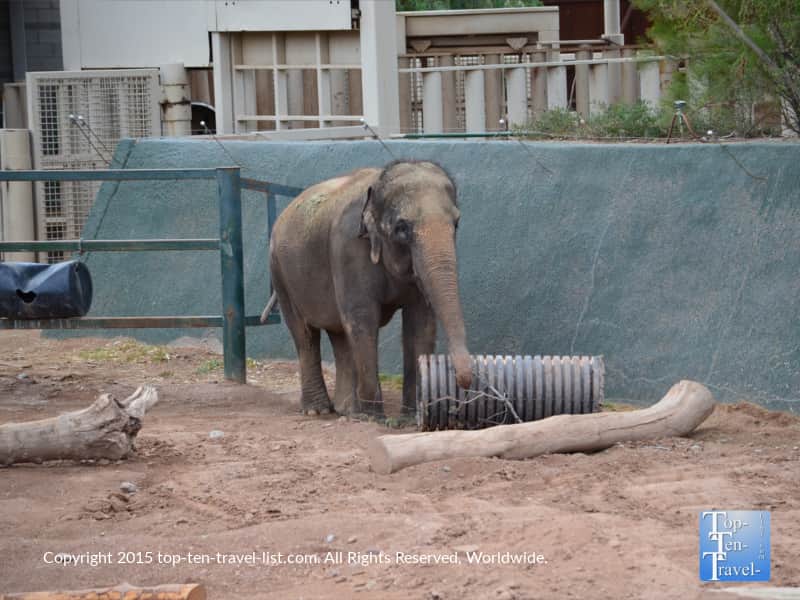 Elephant at the Phoenix Zoo