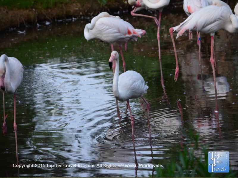 Flamingo at the Phoenix Zoo