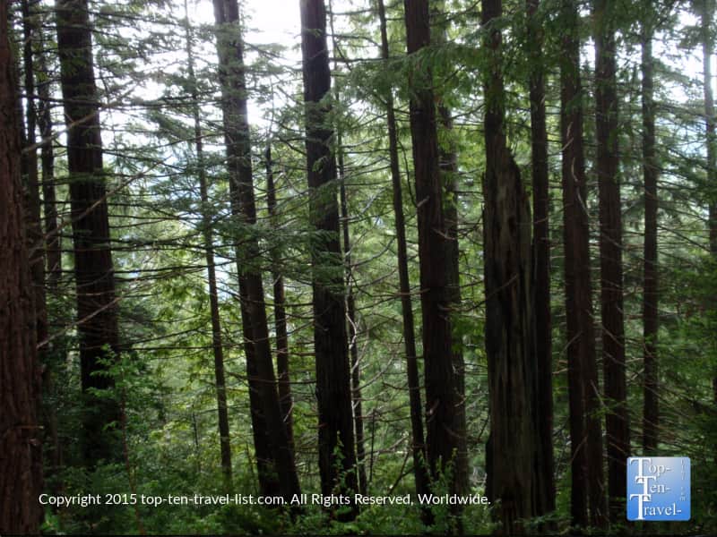Beautiful redwoods at Trees of Mystery in Northern California
