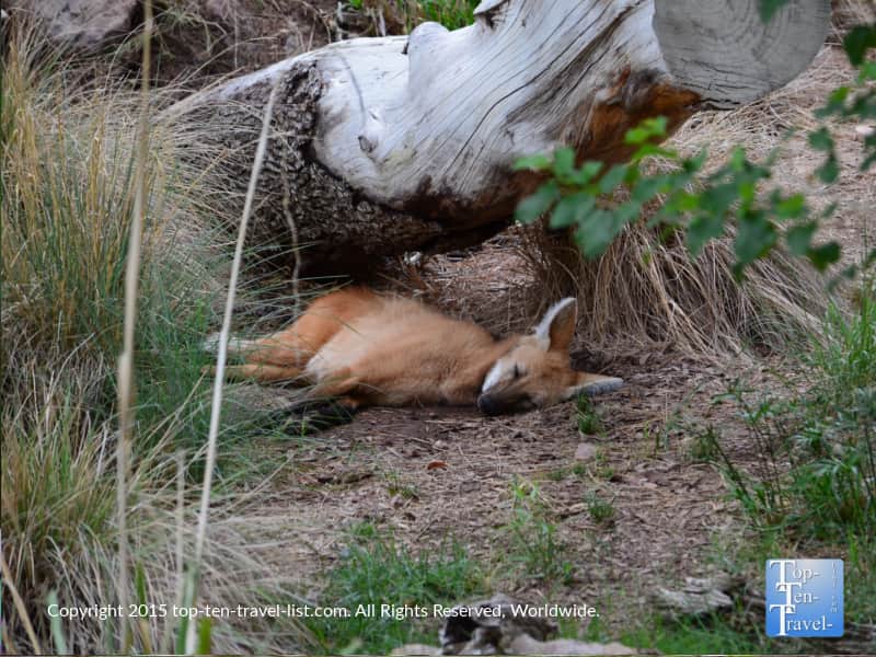 Sleeping fox at the Phoenix Zoo